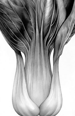 Cath Riley | Drawings and Illustration - food for thought