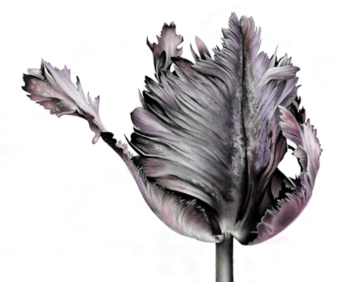 Cath Riley - miscellaneous:  Black Parrot Tulip