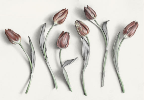 Cath Riley - miscellaneous:  Tulips